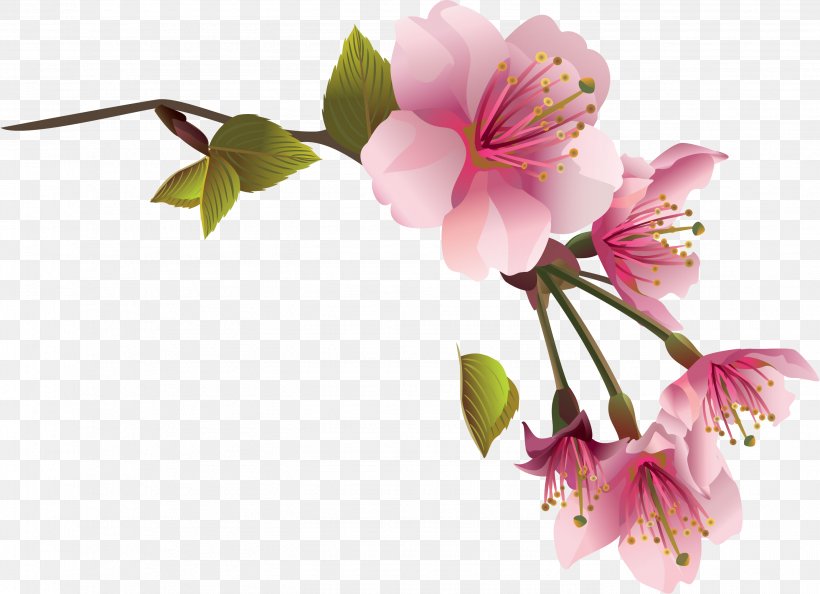 Flower Spring Magnolia Clip Art, PNG, 2783x2016px, Flower, Alstroemeriaceae, Blossom, Branch, Cherry Blossom Download Free