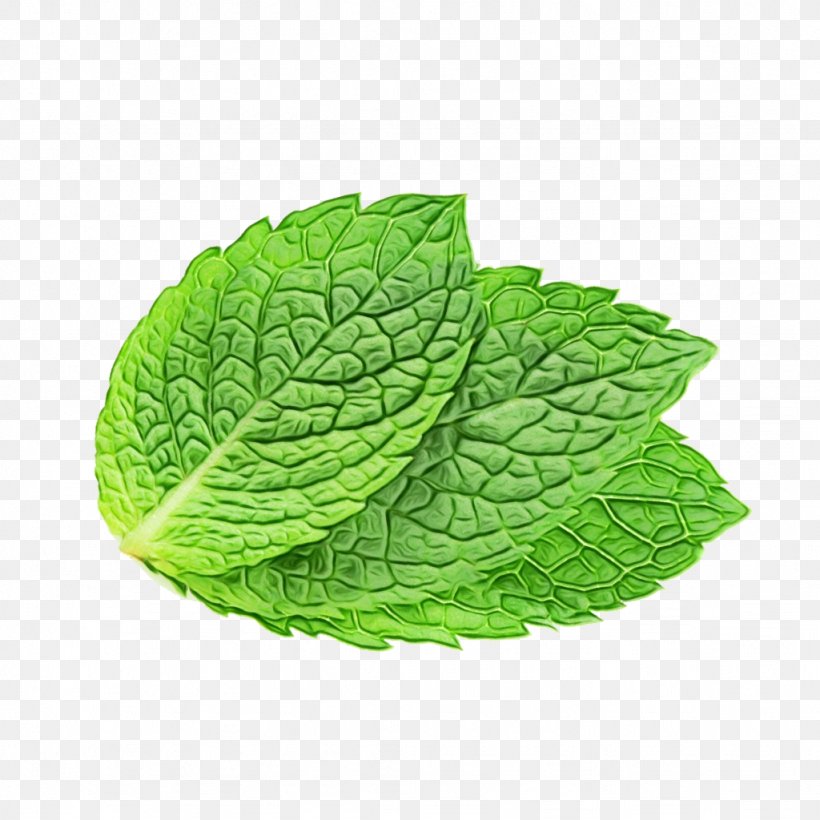 Green Tea Leaf, PNG, 1024x1024px, Peppermint, Flower, Green, Herb, Herbal Tea Download Free