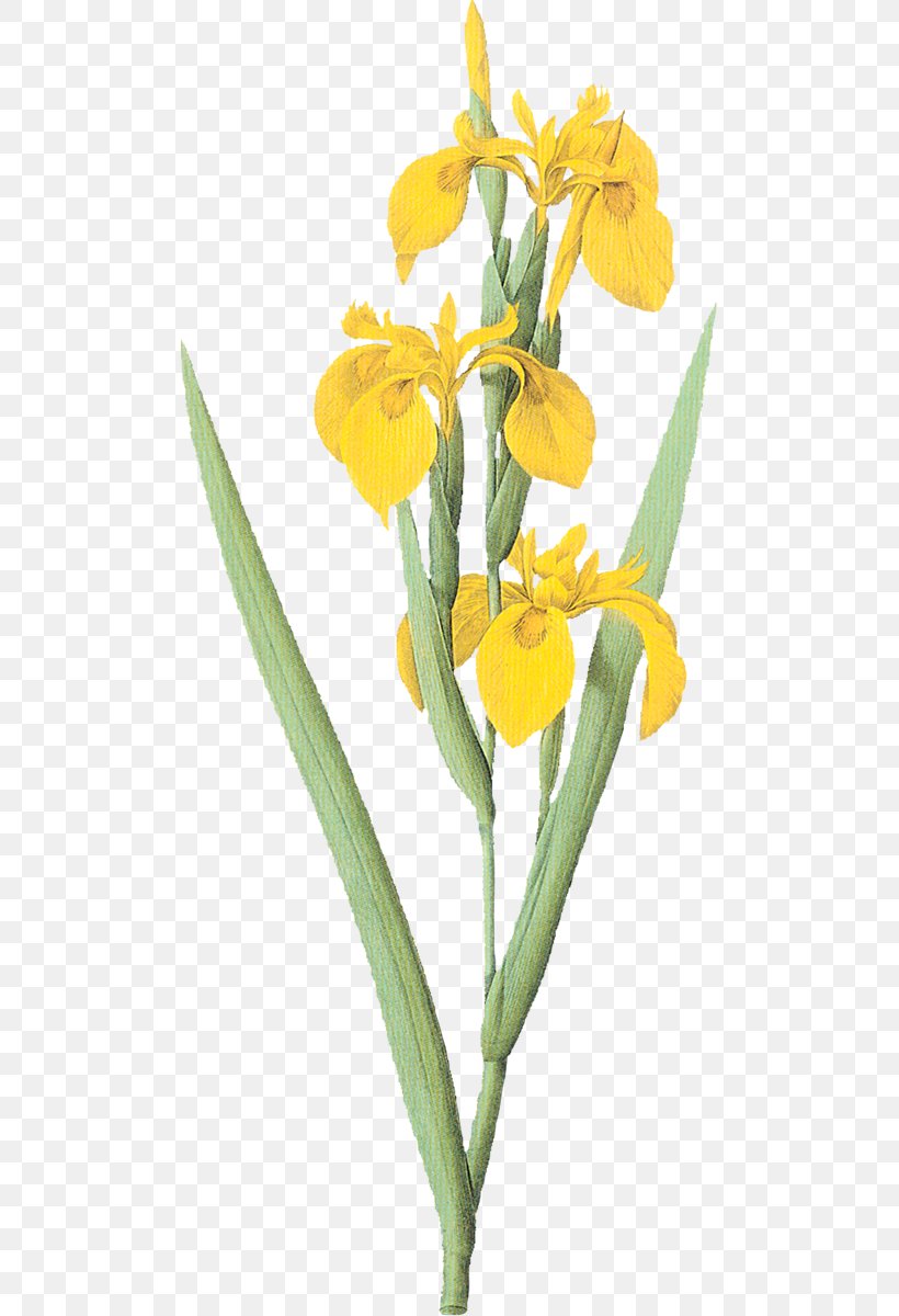 Les Liliacées Irises Painting Paper, PNG, 489x1200px, Irises, Art, Canvas, Cut Flowers, Flower Download Free