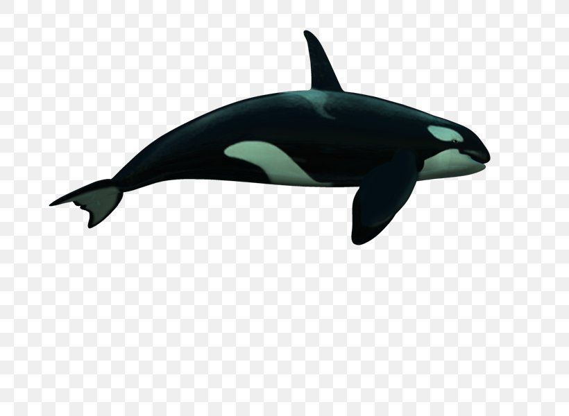 Cetacea PhotoScape GIMP, PNG, 800x600px, Cetacea, Animal, Biology, Blog, Dolphin Download Free