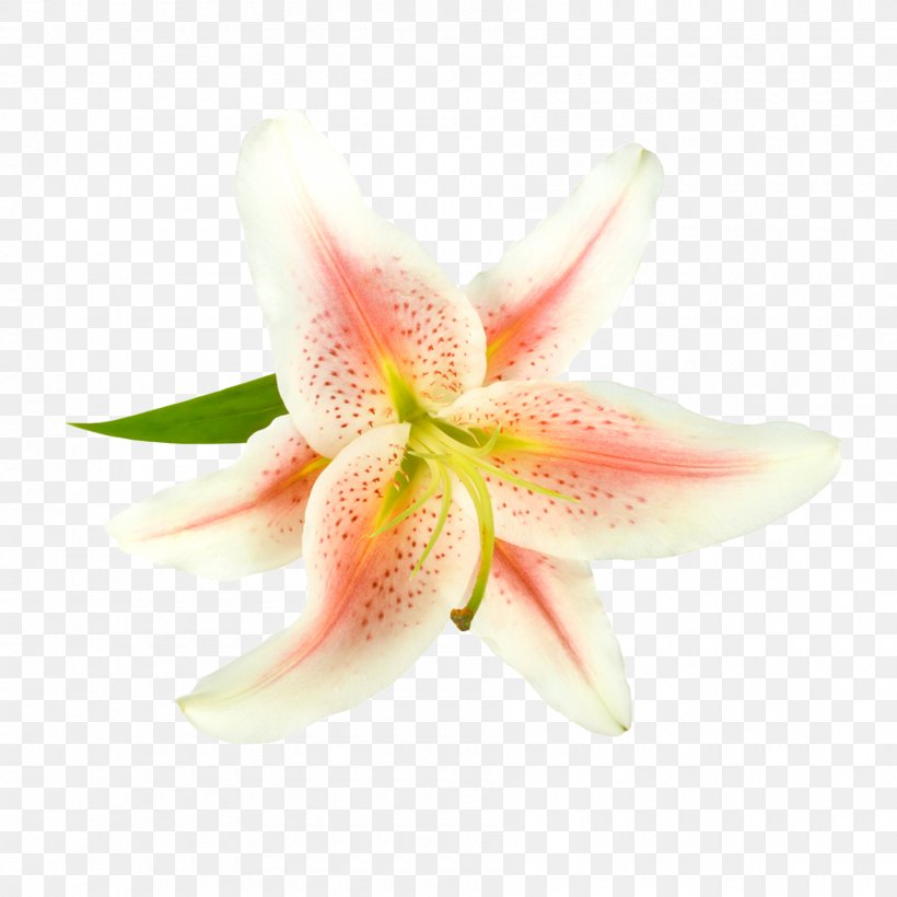 Lilium Pink Flower White, PNG, 1800x1800px, Lilium, Amaryllis Belladonna, Blue, Drawing, Flower Download Free
