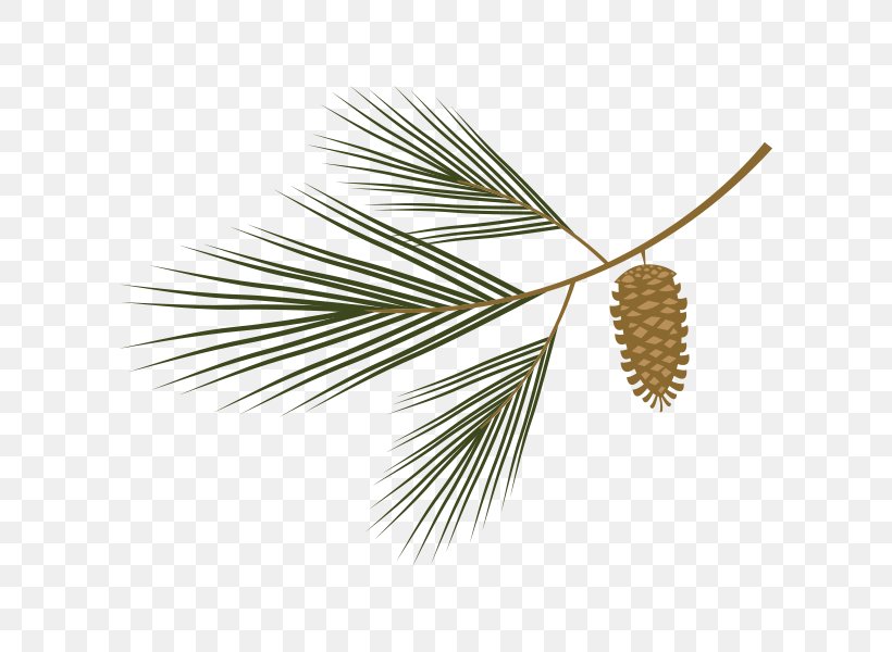 Pine Tree Silver Maple Bur Oak Arbor Day Foundation, PNG, 600x600px, Pine, Arbor Day, Arbor Day Foundation, Bur Oak, Conifer Download Free