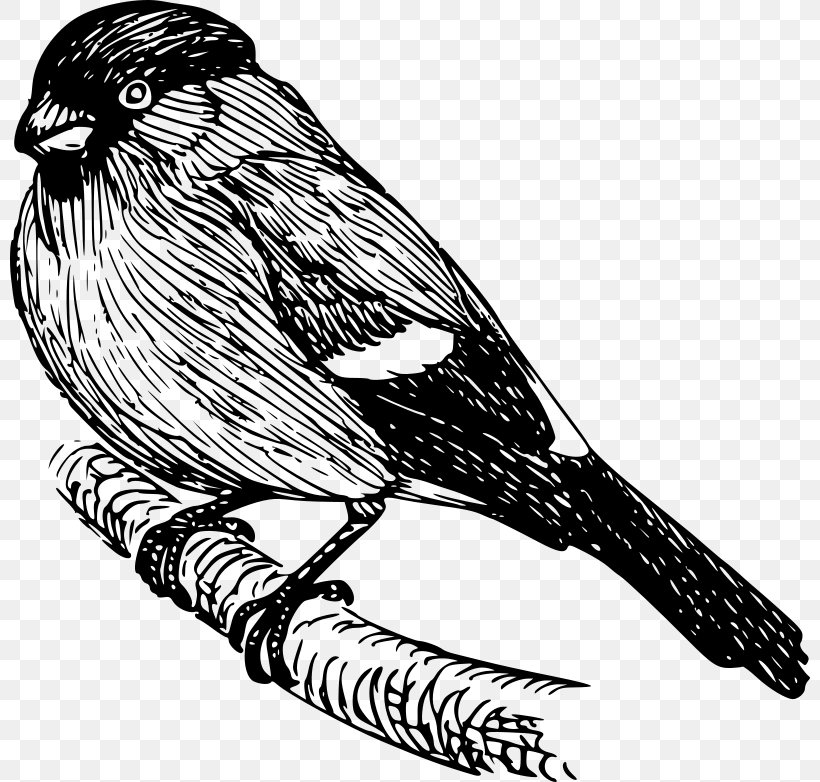 Finch Drawing Clip Art, PNG, 800x782px, Finch, Art, Beak, Bird, Black And White Download Free