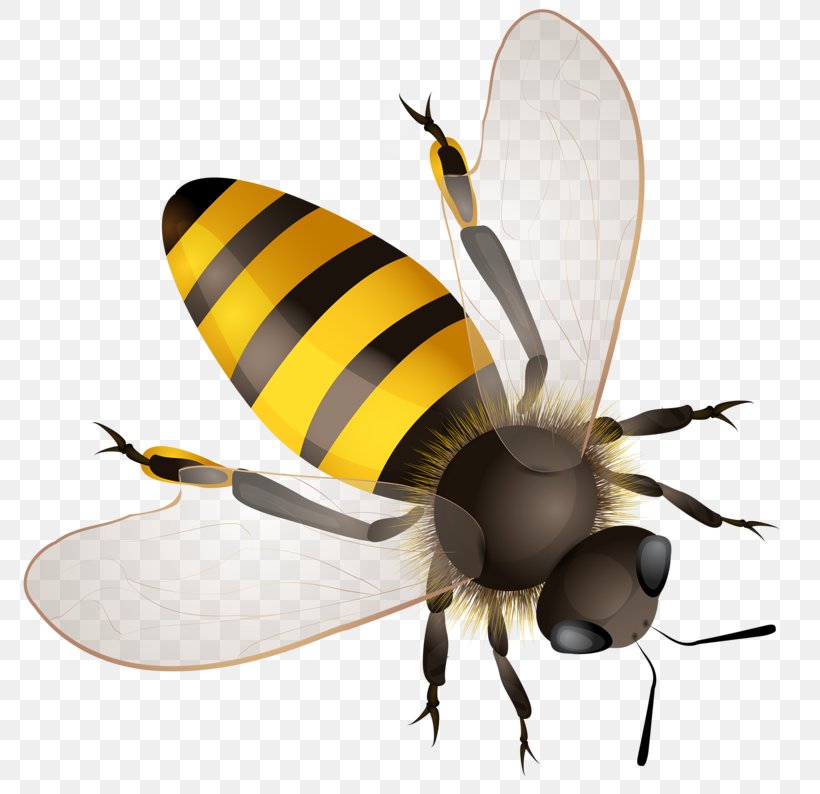 Honey Bee Clip Art, PNG, 800x794px, Bee, Africanized Bee, Arthropod, Drawing, Fly Download Free