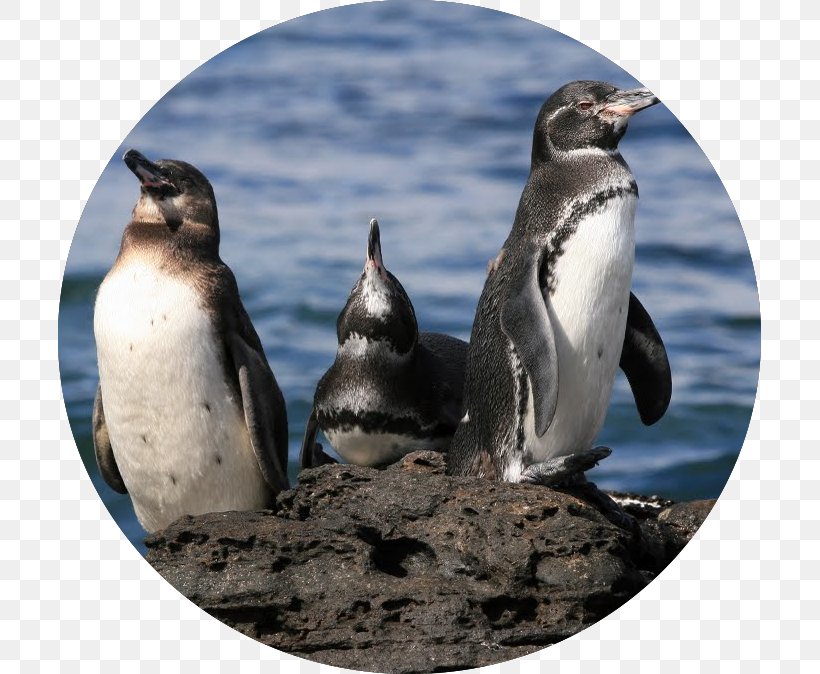 The Galapagos Penguin Calendar Fauna, PNG, 703x674px, Penguin, Beak, Bird, Calendar, Fauna Download Free