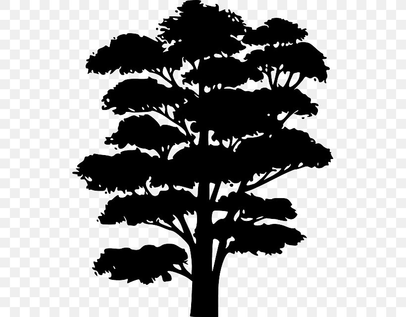 Tree Silhouette Clip Art, PNG, 527x640px, Tree, Arecaceae, Black And White, Branch, Christmas Tree Download Free