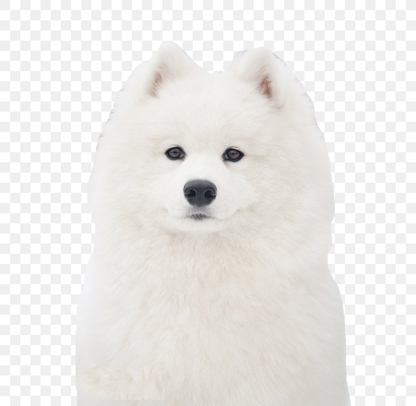 German Spitz Klein German Spitz Mittel American Eskimo Dog Samoyed Dog Japanese Spitz, PNG, 600x800px, Japanese Spitz, American Eskimo Dog, Canadian Eskimo Dog, Carnivoran, Companion Dog Download Free