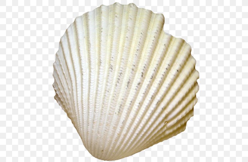 Cockle Seafood Seashell Conch, PNG, 500x537px, Cockle, Biology, Clam, Clams Oysters Mussels And Scallops, Conch Download Free