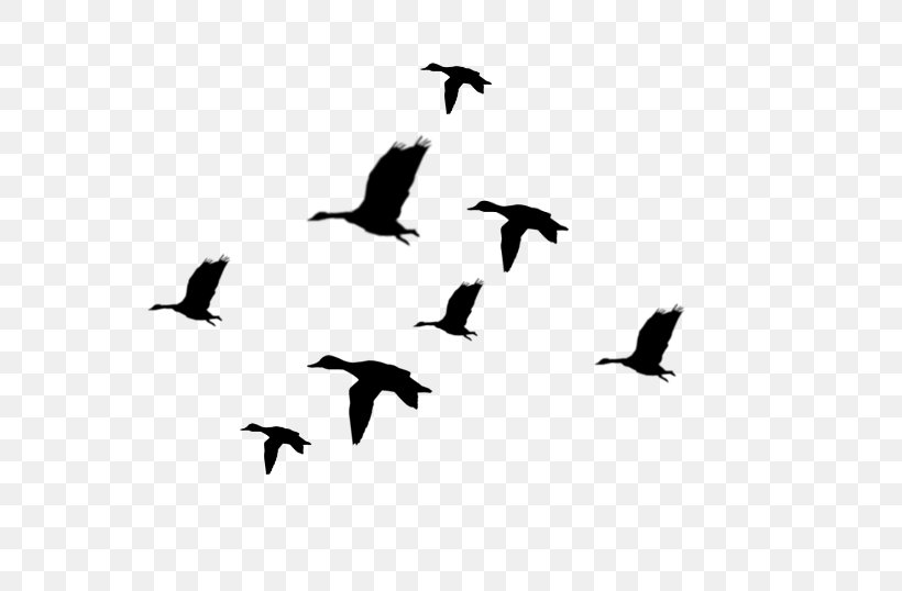 Duck Mallard Silhouette Bird Clip Art, PNG, 712x538px, Duck, American Black Duck, Animal Migration, Art, Beak Download Free