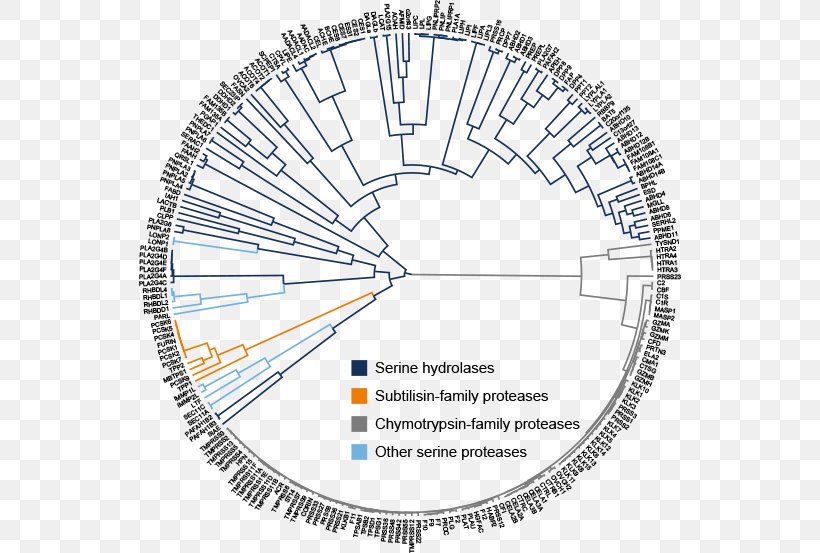 Serine Hydrolase Enzyme Lipase, PNG, 542x553px, Hydrolase, Area, Bicycle Part, Chemistry, Dendrogram Download Free