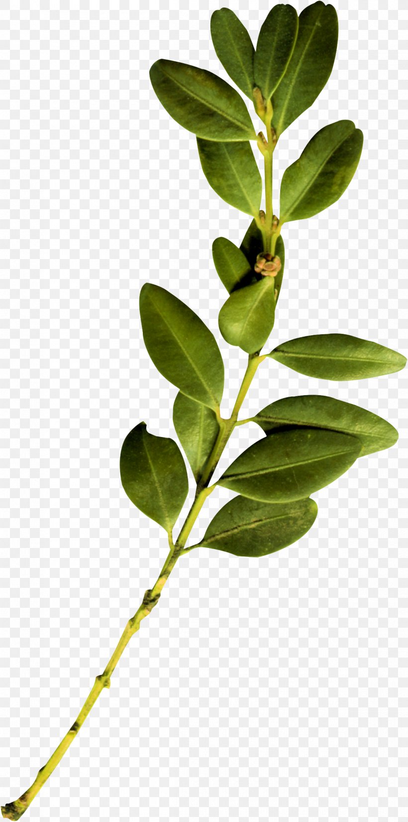Twig Plant Stem Leaf, PNG, 1200x2415px, Twig, Branch, Leaf, Plant, Plant Stem Download Free