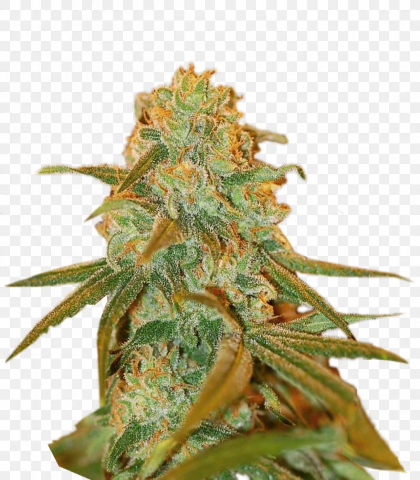 Cannabis Cup Skunk Haze Feminized Cannabis, PNG, 1400x1600px, Cannabis Cup, Cannabis, Cultivar, Feminized Cannabis, Haze Download Free