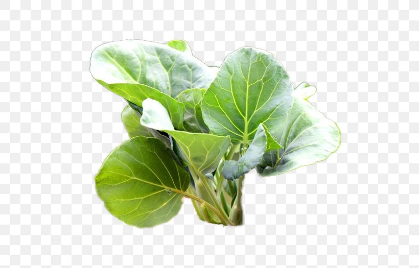 Leaf Vegetable Mashed Potato Spring Greens Kale, PNG, 525x525px, Leaf Vegetable, Chard, Collard Greens, Dish, Flowerpot Download Free