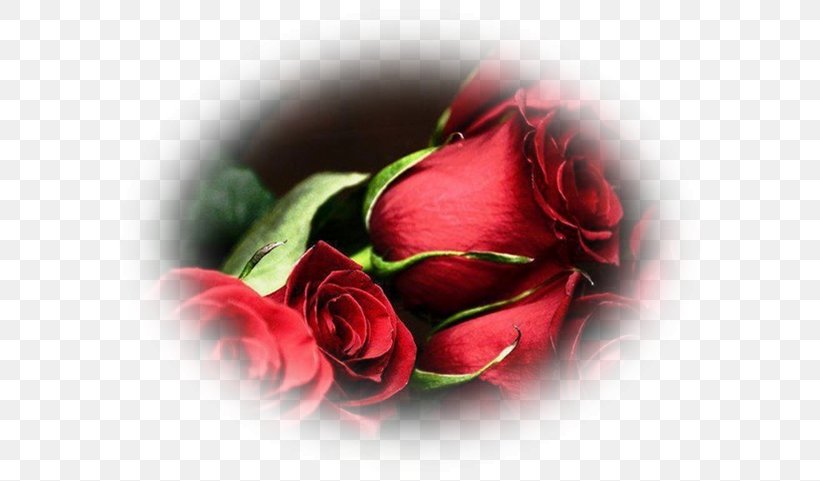 Desktop Wallpaper Flower Red Image Garden Roses, PNG, 600x481px, Flower, Bud, Cabbage Rose, Close Up, Cut Flowers Download Free