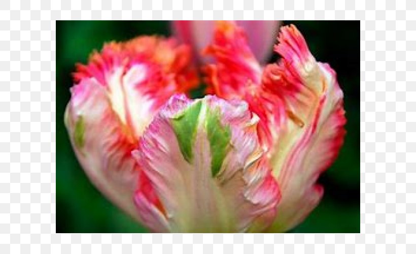 Flower Parrot Tulips Tulip Time Festival Petal Bulb, PNG, 600x500px, Flower, Annual Plant, Blossom, Bolgewas, Bulb Download Free