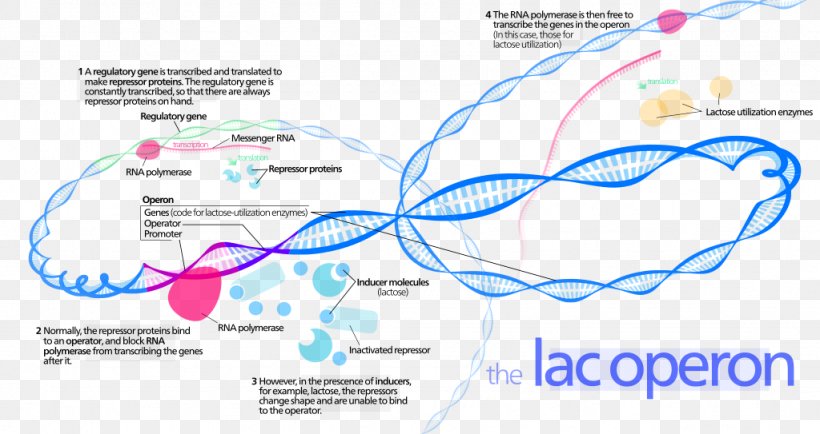 Lac Operon Prokaryote Transcriptional Regulation, PNG, 1024x543px, Operon, Activator, Area, Bacteria, Bacterial Transcription Download Free