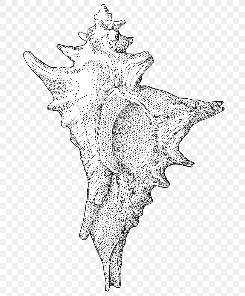 Leaf Line Art Tree Flower Sketch, PNG, 724x990px, Leaf, Artwork, Black And White, Conch, Drawing Download Free