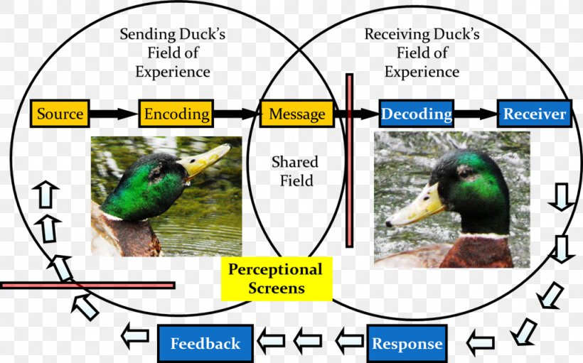 Mallard Duck Bird Animal Information, PNG, 1024x639px, Mallard, Animal, Animal Communication, Area, Beak Download Free