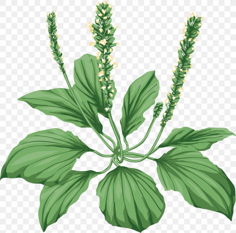 Medicinal Plants Broadleaf Plantain Herbaceous Plant Tussilago, PNG, 1153x1140px, Medicinal Plants, Basil, Broadleaf Plantain, Child, Disease Download Free