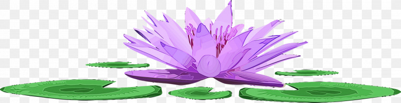 Purple Petal Flower Violet Plant, PNG, 3000x779px, Lotus, Aquatic Plant, Flower, Lotus Family, Paint Download Free