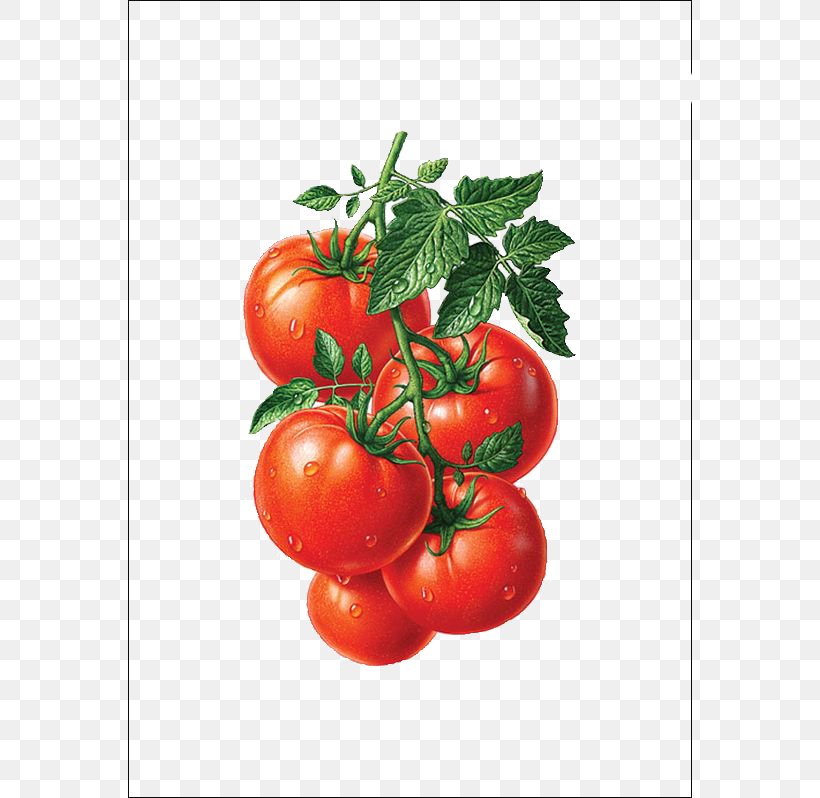 Tomato Juice Cherry Tomato Fruit Illustration, PNG, 564x798px, Juice, Apple, Bell Pepper, Bush Tomato, Cherry Tomato Download Free