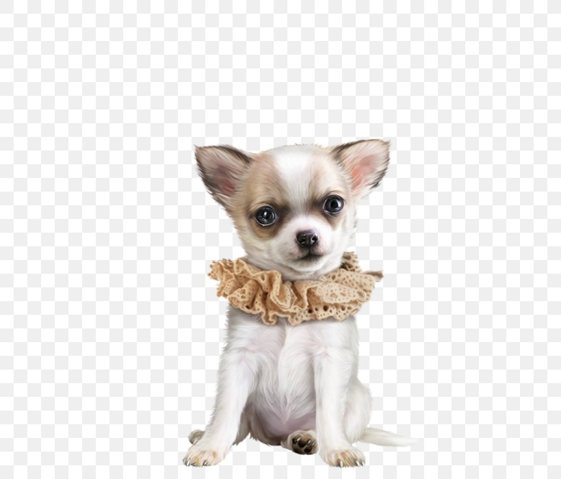 Chihuahua Puppy Clip Art Border Collie, PNG, 441x700px, Chihuahua, Border Collie, Carnivoran, Cat, Companion Dog Download Free