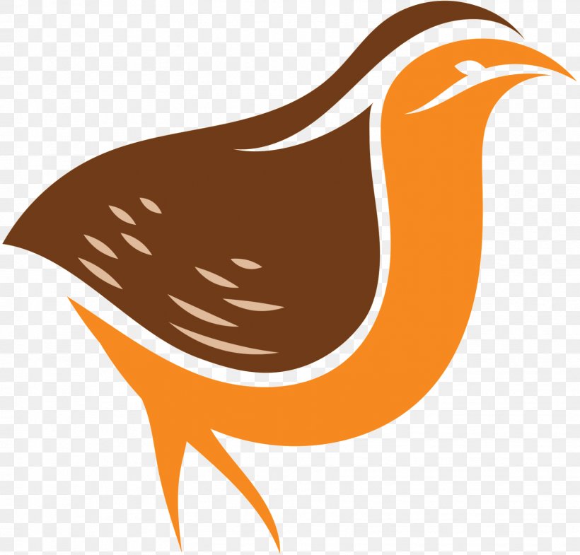 Clip Art Beak Fauna Landfowl Orange S.A., PNG, 1624x1555px, Beak, Bird, Fauna, Landfowl, Logo Download Free