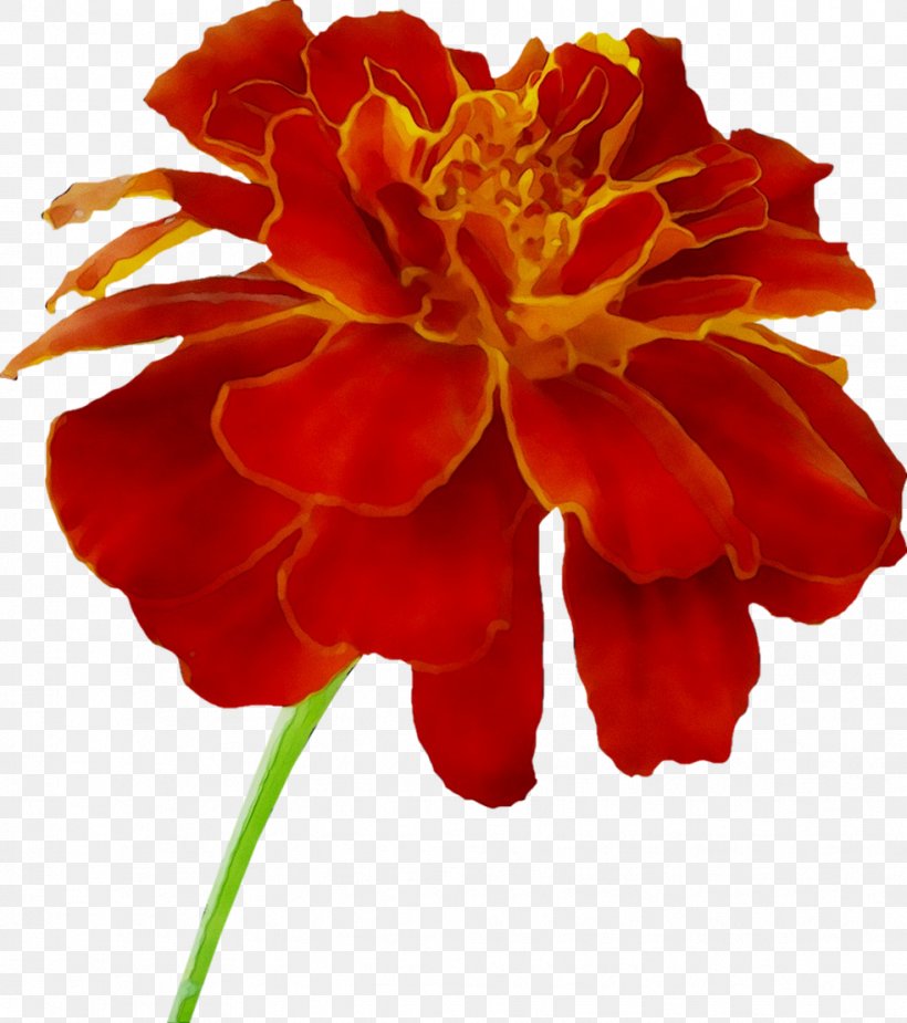 Cut Flowers Plant Stem Carnation Peony Annual Plant, PNG, 983x1109px, Cut Flowers, Annual Plant, Botany, Carnation, English Marigold Download Free