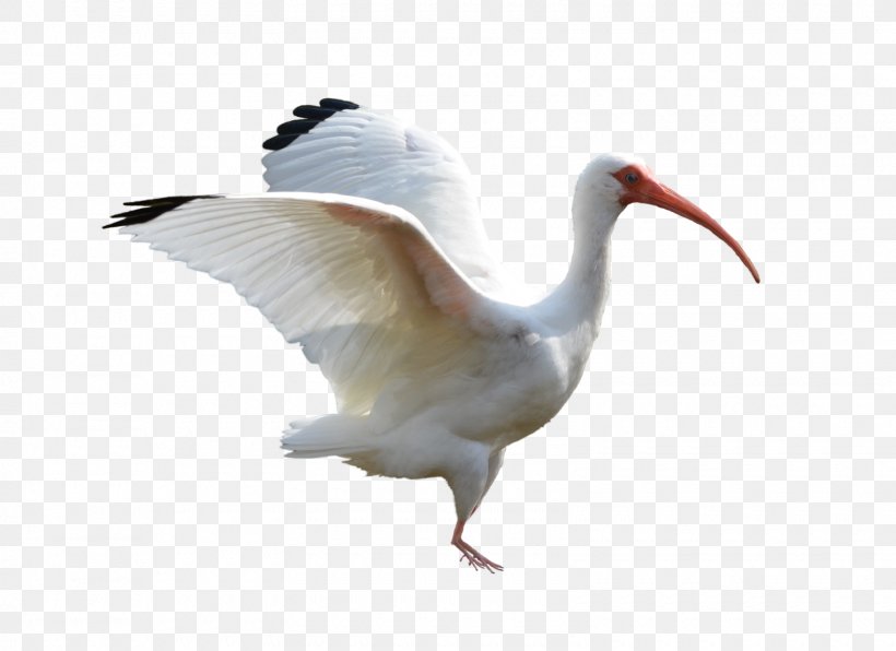 Flight Bird Crane Goose Ibis, PNG, 1600x1164px, Flight, African Sacred Ibis, American White Ibis, Australian White Ibis, Beak Download Free
