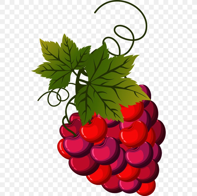 Grape Vecteur, PNG, 561x817px, Grape, Branch, Designer, Floral Design, Flower Download Free