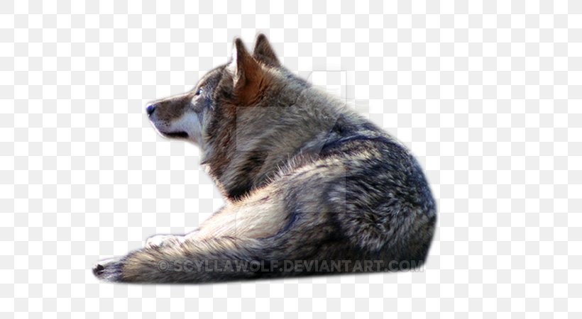 Gray Wolf PhotoScape, PNG, 600x450px, Gray Wolf, Black Wolf, Cambiante, Canidae, Dog Download Free