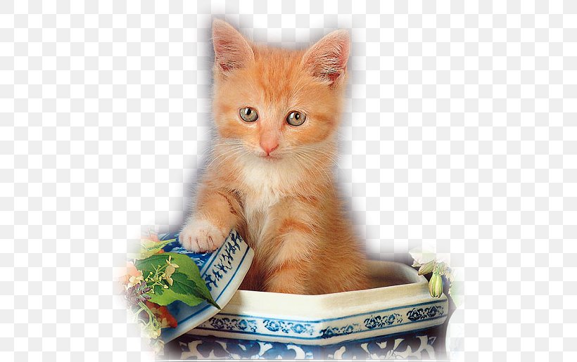 Kitten Greeting European Shorthair Guestbook Domestic Short-haired Cat, PNG, 512x515px, Kitten, Akhir Pekan, Carnivoran, Cat, Cat Like Mammal Download Free