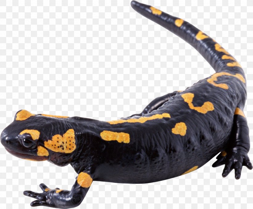 Lizard Yellow Black White, PNG, 1951x1614px, Lizard, Amphibian, Black, Blue, Brown Download Free