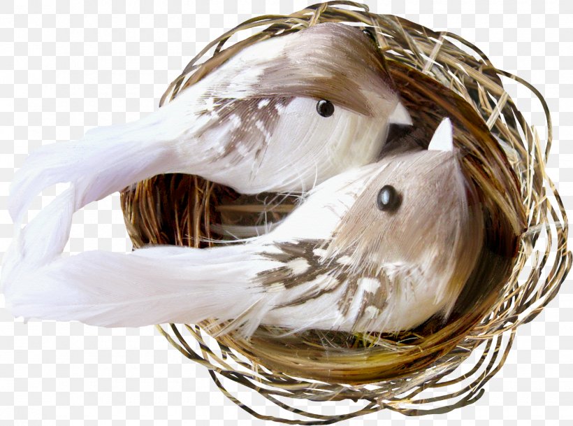 Bird Egg Nest, PNG, 1440x1071px, Bird, Bird Nest, Clutch, Dots Per Inch, Egg Download Free