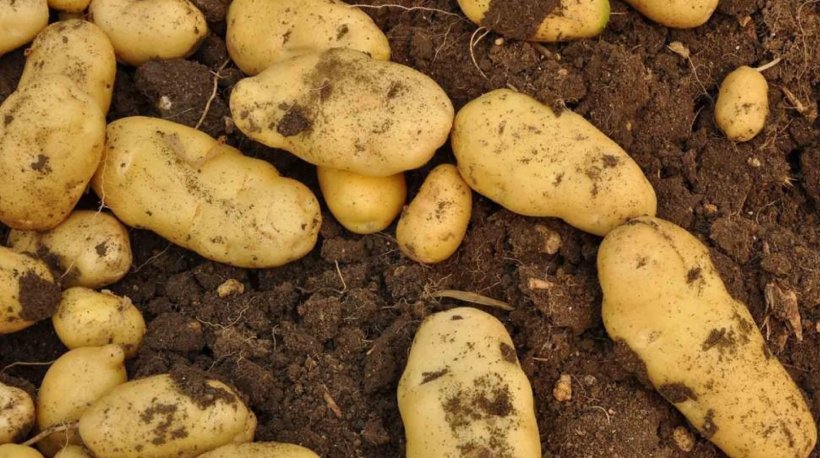 Xiuwen County Vitelotte Potato Salad Potatoes O'Brien Tuber, PNG, 1602x896px, Xiuwen County, Fingerling Potato, Food, Potato, Potato Chip Download Free