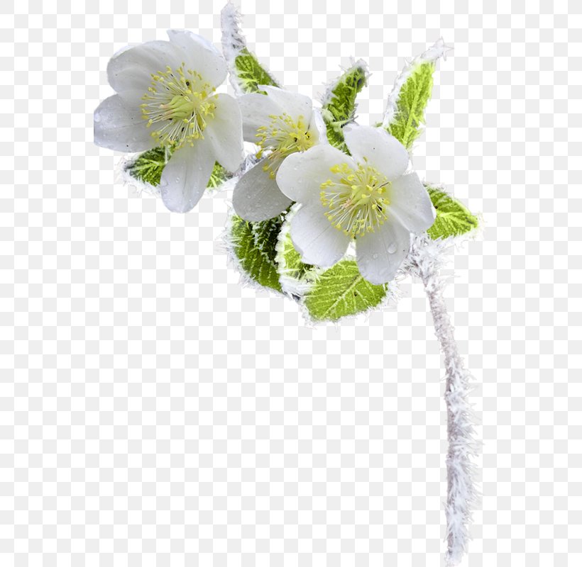 Flower Photography Clip Art, PNG, 555x800px, Flower, Blossom, Blume, Branch, Christmas Download Free