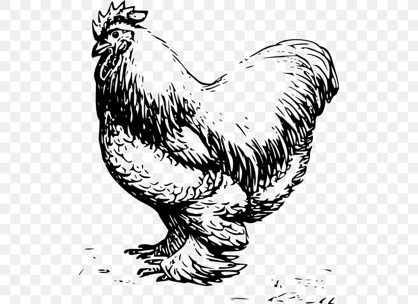 Wyandotte Chicken Plymouth Rock Chicken Leghorn Chicken Silkie Dorking Chicken, PNG, 510x597px, Watercolor, Cartoon, Flower, Frame, Heart Download Free