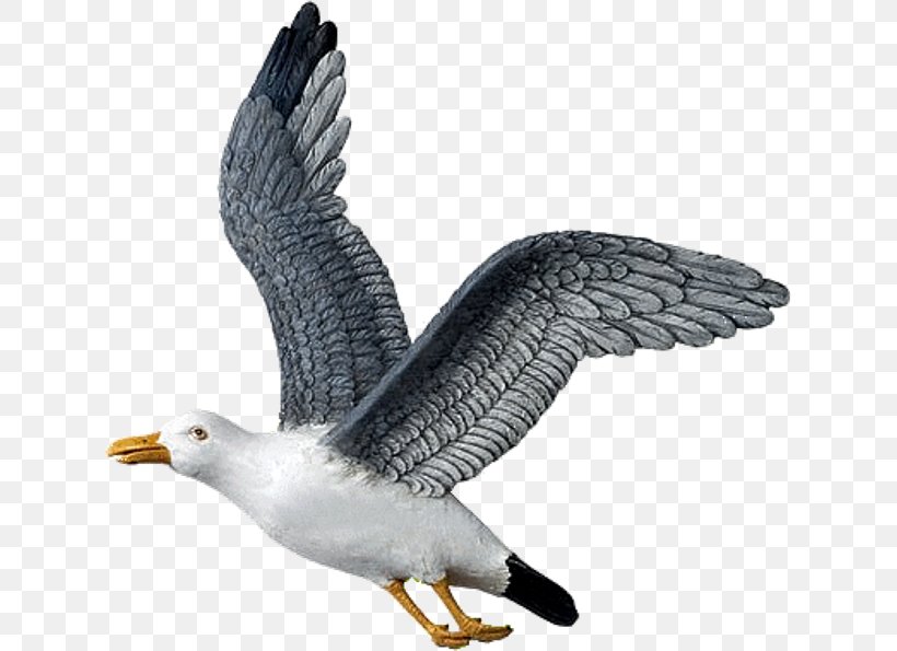 European Herring Gull Great Black-backed Gull Bald Eagle Bird, PNG, 628x595px, European Herring Gull, Accipitriformes, Bald Eagle, Beak, Bird Download Free