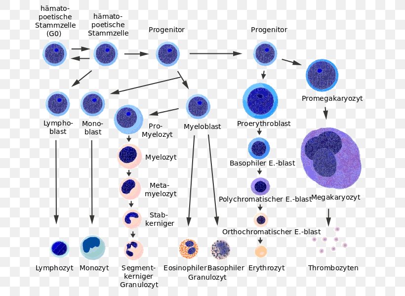 Hematopoietic Stem Cell Red Blood Cell Haematopoiesis Cellular Differentiation, PNG, 685x599px, Hematopoietic Stem Cell, Basophil, Blood Cell, Body Jewelry, Bone Marrow Download Free
