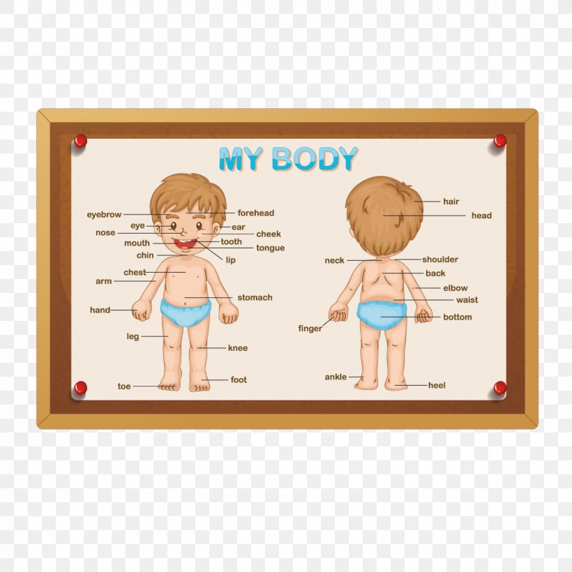 Human Body Royalty-free Anatomy Stock Photography, PNG, 1200x1200px, Human Body, Anatomy, Area, Cartoon, Child Download Free