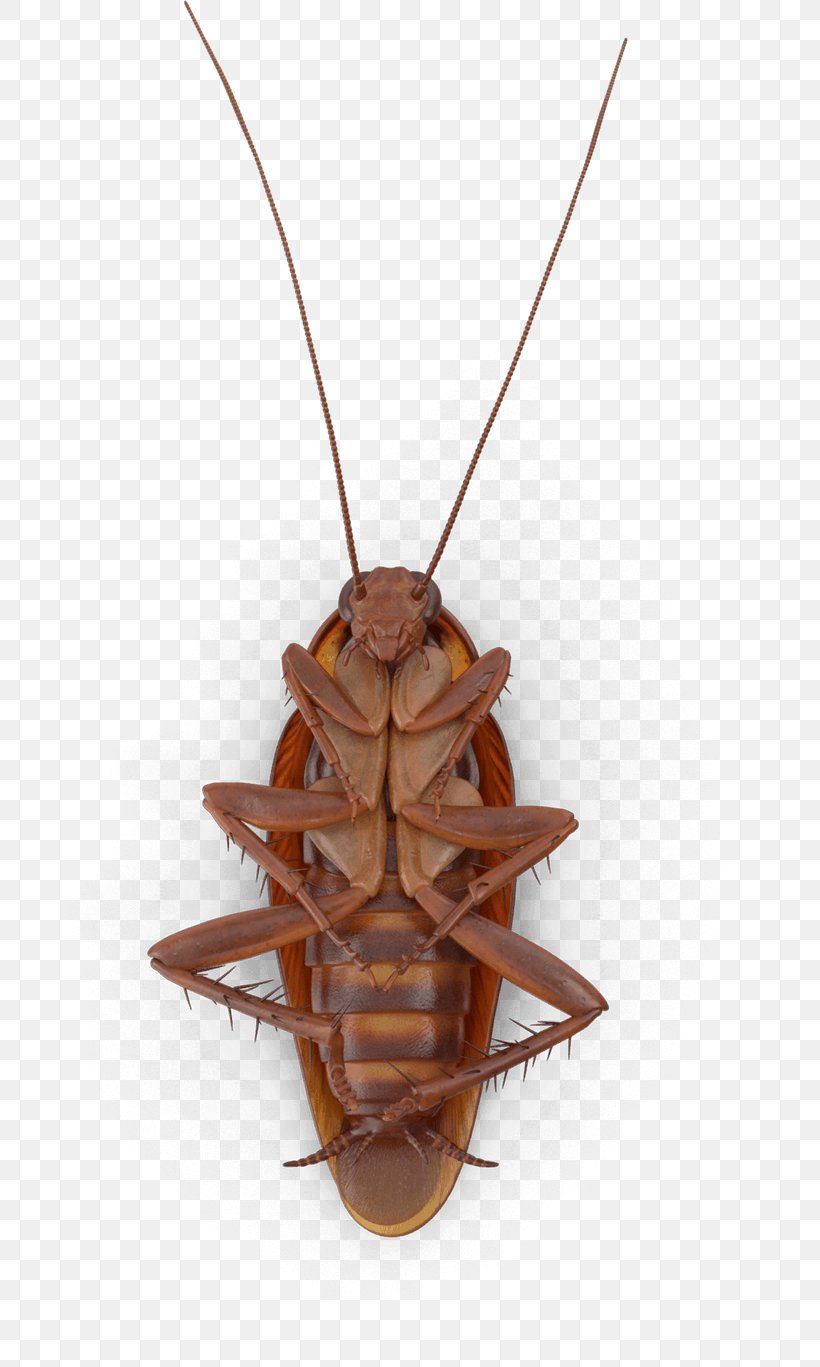 Insect Brown Cockroach Pendant Necklace, PNG, 800x1367px, Insect, Brown, Cockroach, Jewellery, Necklace Download Free