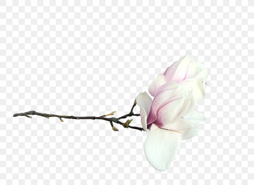 Southern Magnolia Flower Blog Clip Art, PNG, 800x598px, Southern Magnolia, Blog, Blossom, Branch, Bud Download Free