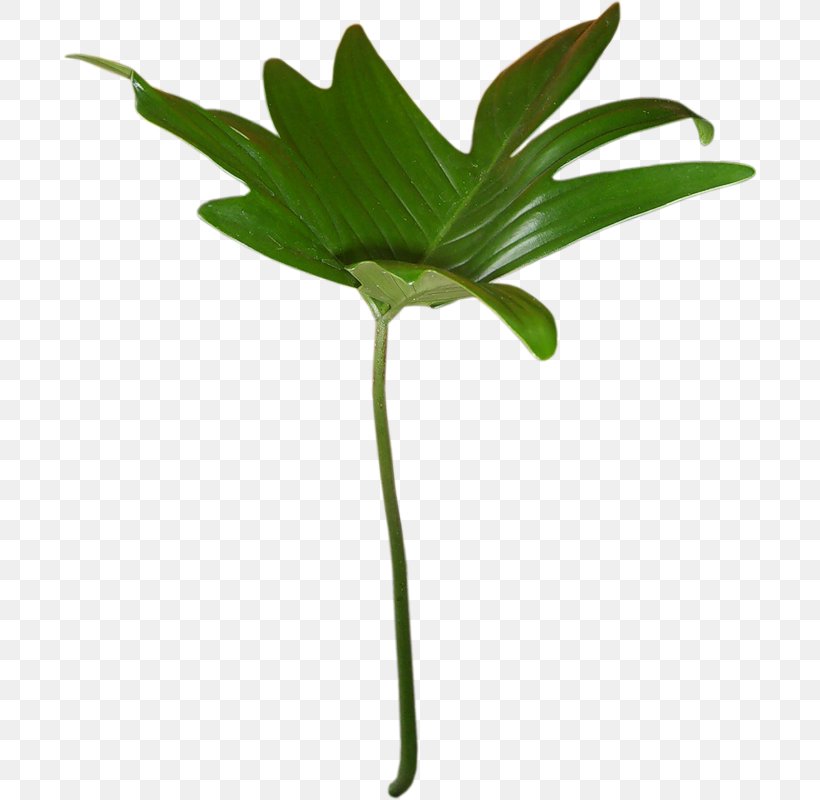 Centerblog Palm Trees Leaf, PNG, 694x800px, Centerblog, Arecales, Beard, Blog, Flower Download Free