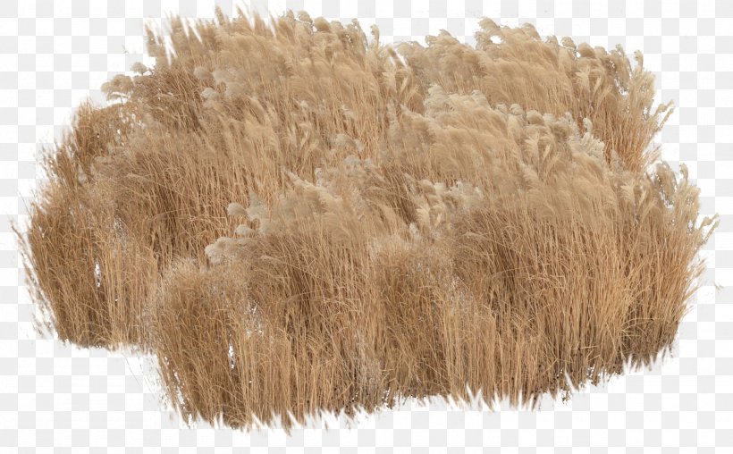 Rendering Animation Plant, PNG, 1512x938px, Rendering, Animation, Deviantart, Fur, Grass Download Free