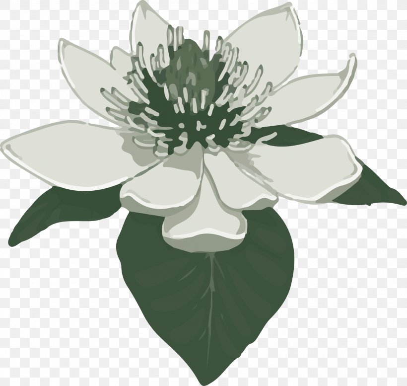 Southern Magnolia Clip Art, PNG, 2100x1991px, Southern Magnolia, Flora, Floral Design, Flower, Flowering Plant Download Free