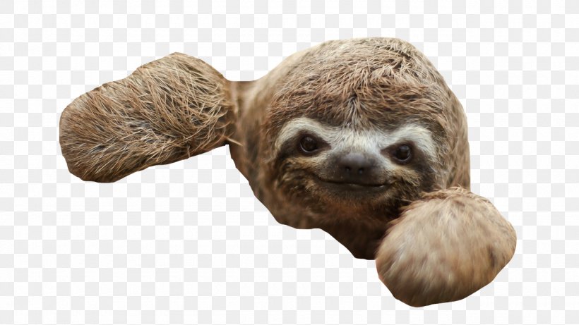 Three-toed Sloth Baby Sloths Desktop Wallpaper, PNG, 1280x720px, Threetoed Sloth, Animal, Baby Sloths, Blog, Cuteness Download Free