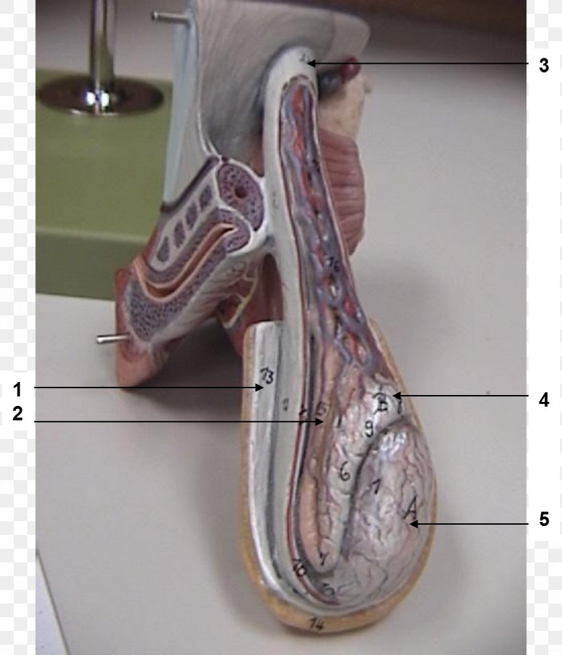 Dartos Cremaster Muscle Anatomy Inguinal Canal, PNG, 824x960px, Cremaster Muscle, Anatomy, Fascia, Gross Anatomy, Inguinal Canal Download Free