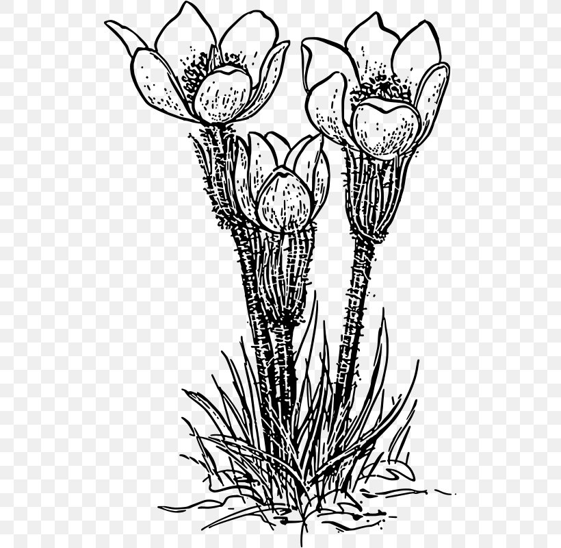 Flower Crocus Vernus Clip Art, PNG, 515x800px, Flower, Art, Artwork, Black And White, Branch Download Free