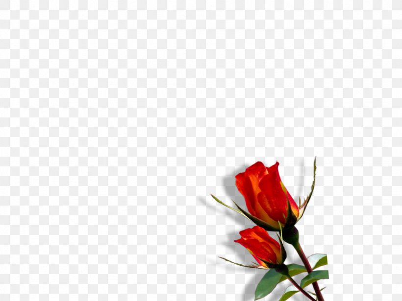 Flower Desktop Wallpaper Floral Design, PNG, 1024x768px, Flower, Bud, Cut Flowers, Flora, Floral Design Download Free