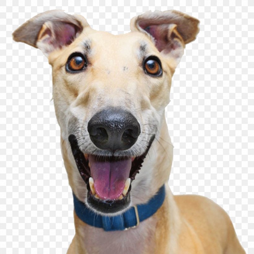 Italian Greyhound Greyhound Adoption Greyhound Racing, PNG, 1300x1300px, Greyhound, Adoption, Animal Rescue Group, Animal Sports, Dog Download Free